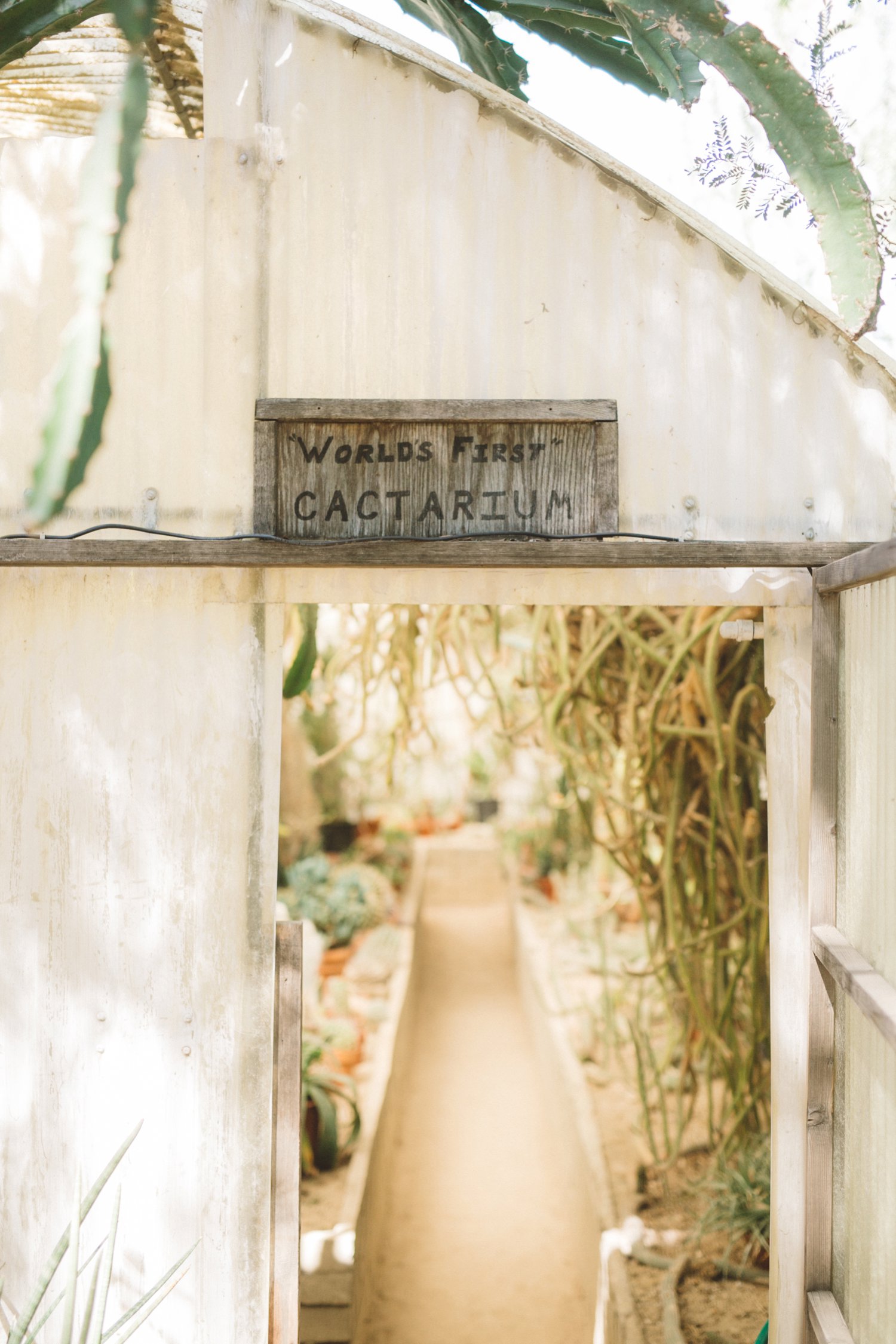 Moorten Botanical Garden cactarium