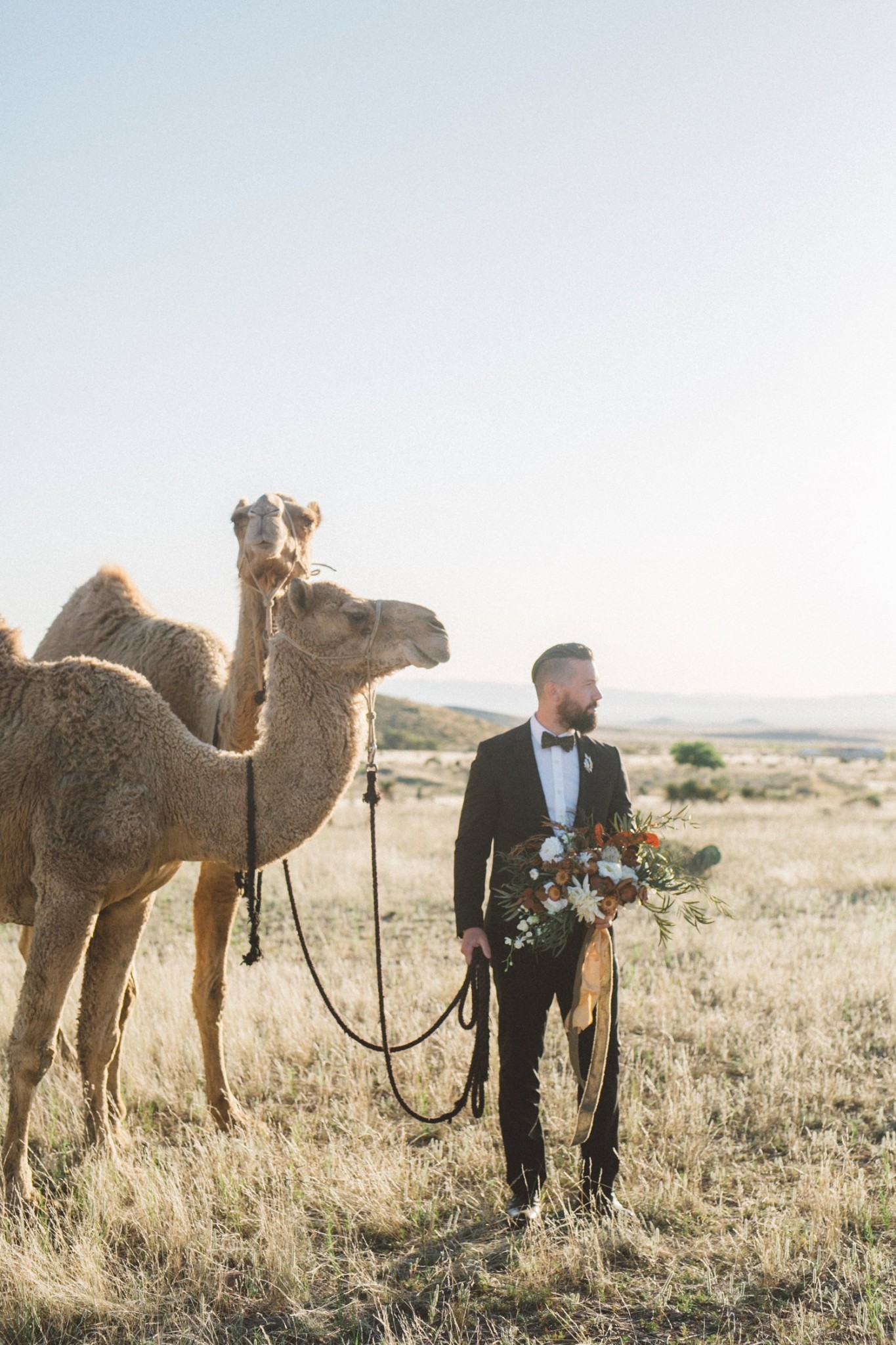 camel wedding photo