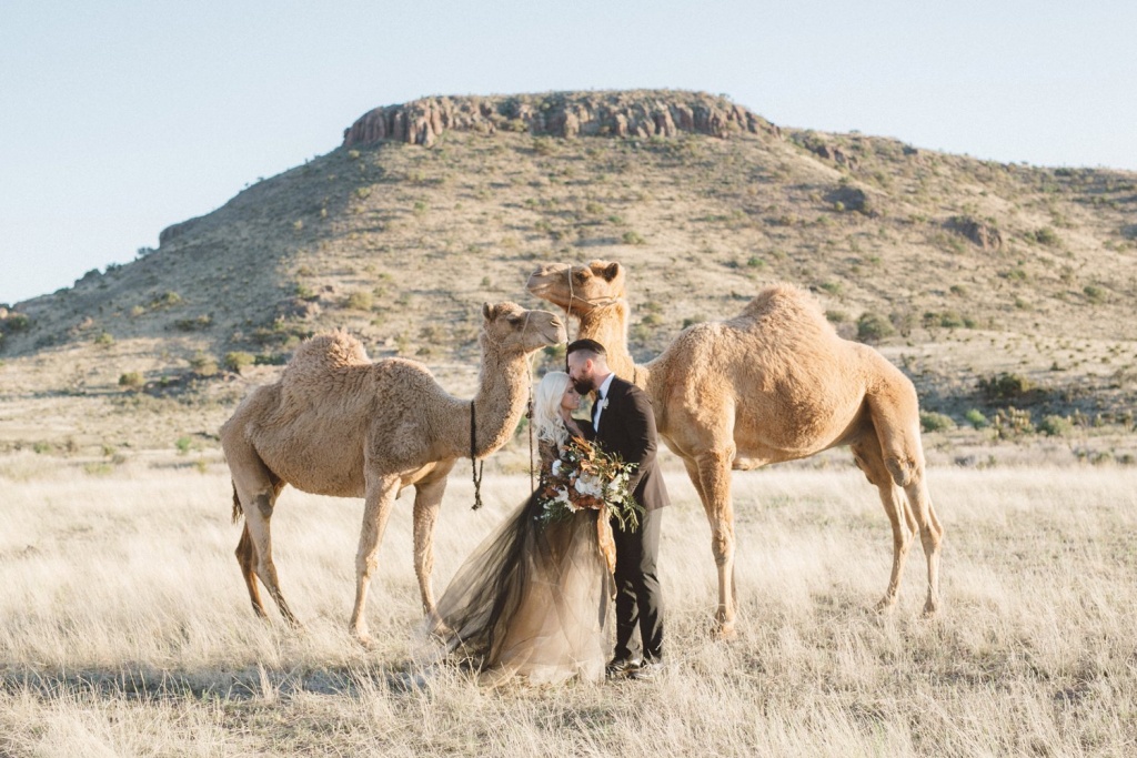 camel wedding photos