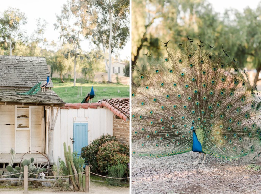 Leo Carrillo Ranch peacocks